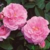 David Austin 'The Mayflower' Pink English Rose 6Ltr Pot -Hozelock Sales Store 5031825012904