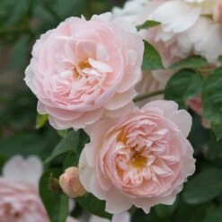 David Austin 'Gentle Hermione' Pink English Rose 6Ltr Pot -Hozelock Sales Store 5031825016971 3