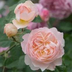 David Austin 'Gentle Hermione' Pink English Rose 6Ltr Pot -Hozelock Sales Store 5031825016971 4