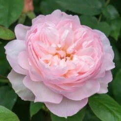 David Austin 'Gentle Hermione' Pink English Rose 6Ltr Pot -Hozelock Sales Store 5031825016971 5