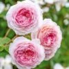 David Austin 'James Galway' Light Pink English Climbing Rose 6Ltr Pot 2 David Austin 'James Galway' Light Pink English Climbing Rose 6Ltr Pot -Hozelock Sales Store 5031825017275