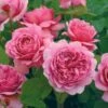 David Austin 'Princess Alexandra Of Kent' Bright Pink English Shrub Rose Plant 6Ltr Pot -Hozelock Sales Store 5031825018364