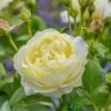 David Austin 'Vanessa Bell' Pale Yellow English Rose 6Ltr Pot -Hozelock Sales Store 5031825021753 f0766a4e 6721 4a00 b03c b80fec0bfd2d