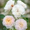 David Austin 'Emily Brontë' Pink English Rose 6Ltr Pot -Hozelock Sales Store 5031825021869