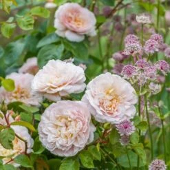 David Austin 'Emily Brontë' Pink English Rose 6Ltr Pot -Hozelock Sales Store 5031825021869 3 9b7506c8 1c1e 4c44 9a3b 79c60ca6b933