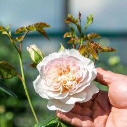 David Austin 'Emily Brontë' Pink English Rose 6Ltr Pot -Hozelock Sales Store 5031825021869 4 96eaa3fc e893 40fc 9443 34a04989ee63