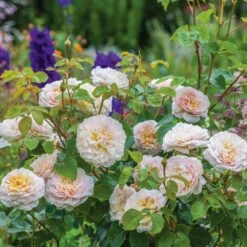 David Austin 'Emily Brontë' Pink English Rose 6Ltr Pot -Hozelock Sales Store 5031825021869 5 fbe9841b df99 4482 a9d2 8bfe3d7a6101