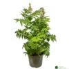 Sorbaria 'Sem' 3ltr Pot -Hozelock Sales Store 5050704086607