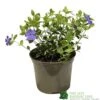 Vinca Minor 'Ralph Shugart' Plant 2Ltr Pot -Hozelock Sales Store 5050704147971