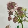 Astrantia 'Star Of Beauty' 2Ltr Pot -Hozelock Sales Store 5050704149791 08debb63 f961 43cd a471 624d5a3604b2