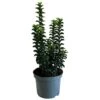 Euonymus Japonicus 'Green Rocket' 3Ltr Pot (NL) -Hozelock Sales Store 5050704256734
