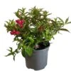 Weigela 'All Summer Red' Plant 3Ltr Pot -Hozelock Sales Store 5050704374100