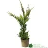 Cupressus 'Excalibur Gold' Conifer 3Ltr Pot -Hozelock Sales Store 5050704420210 c0ec8803 f0f5 4b90 8fc7 c596ad17406a