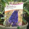 Buddleja Buzz 'Indigo' Plant 3Ltr Pot 2 Buddleja Buzz 'Indigo' Plant 3Ltr Pot -Hozelock Sales Store 5050704428308