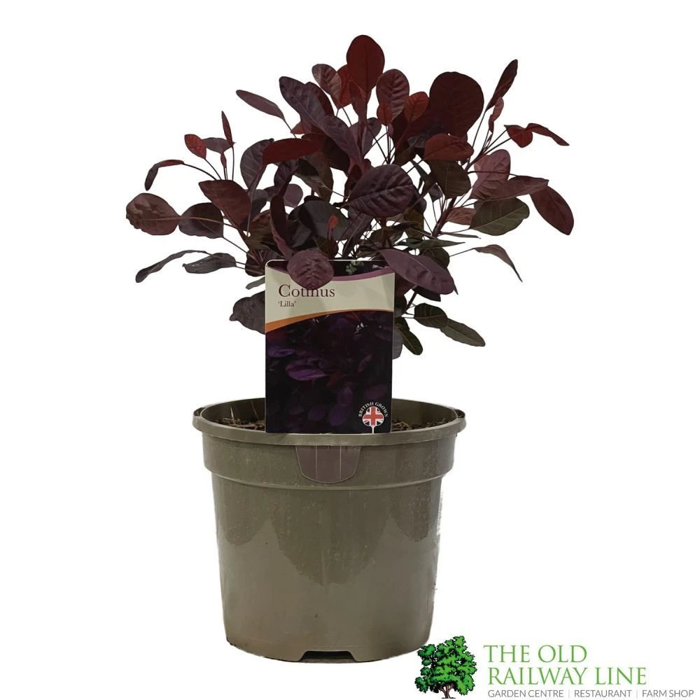 Cotinus 'Lilla' Smoke Bush 3Ltr Pot 3 Cotinus 'Lilla' Smoke Bush 3Ltr Pot