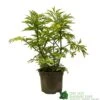 Sambucus Nigra 'Golden Tower' Elder Tree 3Ltr Pot -Hozelock Sales Store 5050704583229