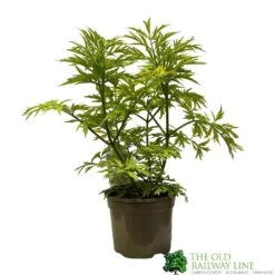 Sambucus Nigra 'Golden Tower' Elder Tree 3Ltr Pot