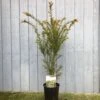Taxus Baccata Common Yew Plant 2 Ltr -Hozelock Sales Store 5050704602722