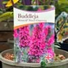 Buddleja 'Prince Charming' 5Ltr Pot 1 Buddleja 'Prince Charming' 5Ltr Pot -Hozelock Sales Store 5050704604511