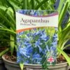 Agapanthus 'Pitchoune Blue' Plant 2Ltr Pot 2 Agapanthus 'Pitchoune Blue' Plant 2Ltr Pot -Hozelock Sales Store 5050704604788 26ea92d2 5d2b 48da b063 10784f78180a