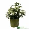 Hydrangea 'Runaway Bride' Plant 3Ltr Pot -Hozelock Sales Store 5050704637069 90834b77 23de 4095 8358 3af3053ca686