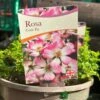 Pink Ground Cover Rose 'Rosa Cutie Pie' 3Ltr Pot 2 Pink Ground Cover Rose 'Rosa Cutie Pie' 3Ltr Pot -Hozelock Sales Store 5050704637588