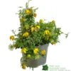 Clematis 'Little Lemons' Climber 3Ltr Pot -Hozelock Sales Store 5050704637878 b89a66c5 4c98 4906 a22f 8d51c189bfda