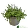 Parahebe 'Blue Form' 3Ltr Pot 2 Parahebe 'Blue Form' 3Ltr Pot -Hozelock Sales Store 5050704638257 cd8707d1 3dc0 4c03 8b3c b542c8f0cd74