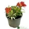 Alstroemeria 'Little Miss Zoe' Peruvian Lily -Hozelock Sales Store 5050704640373