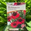Echinacea 'Sunseekers Red' 3Ltr Pot -Hozelock Sales Store 5050704640403 801b3b7a af0c 46ee b023 91fb8305ab79