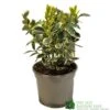 Euonymus Japonicus 'Bravo' 3Ltr Pot 2 Euonymus Japonicus 'Bravo' 3Ltr Pot -Hozelock Sales Store 5050704640649