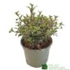 Coprosma 'Fireburst' 3Ltr Pot -Hozelock Sales Store 5050704641356 3416d161 1c98 4e67 abed 106d55d30689