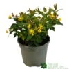 Hypericum 'Berry Red' St Johns Wort 3Ltr Pot -Hozelock Sales Store 5050704641493