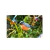 La Hacienda Bullfinch Stake -Hozelock Sales Store 5055025558987 9ee64364 43a3 4ea9 84d8 9dcc59aa6b76