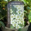 Viburnum 'Summer Snowflake' 3Ltr Pot -Hozelock Sales Store 5055028606586