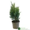 Chamaecyparis Lawsonia 'Columnaris Glauca' Conifer 3Ltr Pot -Hozelock Sales Store 5055028608573