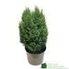 Chamaecyparis Lawsoniana 'Snow White' Conifer 5Ltr Pot -Hozelock Sales Store 5055028609204