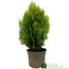 Platycladus Orientalis 'Aurea Nana' Conifer 3Ltr Pot -Hozelock Sales Store 5055028611450 39840ba5 80e2 4a2b bcc9 794210773027