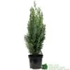 Chamaecyparis Lawsoniana 'White Spot' Conifer 3Ltr Pot -Hozelock Sales Store 5055028612464 89e1d63b 3abc 4430 b905 9ff33733196f
