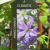 Clematis 'Prince Charles' 2Ltr Pot 1 Clematis 'Prince Charles' 2Ltr Pot -Hozelock Sales Store 5055028613928