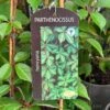 Parthenocissus 'Henryana' Chinese Virginia Creeper Climber 3Ltr Pot -Hozelock Sales Store 5055028617940