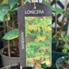 Lonicera 'Mandarin' Honeysuckle Climber 3Ltr Pot -Hozelock Sales Store 5055028618046