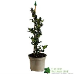 Ilex X Meserveae 'Blue Angel' Holly 3Ltr Pot