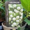 Viburnum 'Opulus Sterile' 3Ltr Pot 1 Viburnum 'Opulus Sterile' 3Ltr Pot -Hozelock Sales Store 5055028624009