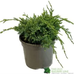 Juniper 'Holger' 3Ltr Pot