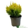 Chamaecyparis Lawsonia 'Winston Churchill' Conifer 3Ltr Pot -Hozelock Sales Store 5055028642621