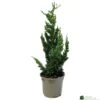 Chamaecyparis Lawsoniana 'Wisselii' 3Ltr Pot -Hozelock Sales Store 5055028643017