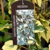 Hedera Dentata 'Variegata' Climber 3Ltr Pot 2 Hedera Dentata 'Variegata' Climber 3Ltr Pot -Hozelock Sales Store 5055028647817