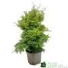 Conifer 'Squarrosa Sulphurea' Chamaecyparis Cypress 3Ltr Pot -Hozelock Sales Store 5055028657762