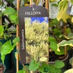 Fallopia 'Baldschuanica' Russian Vine Climber 3Ltr Pot